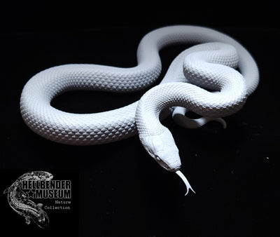 Aesculapian snake - 3D Print