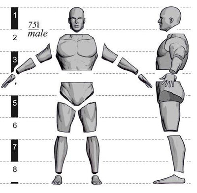 Anatomy Male 75mm