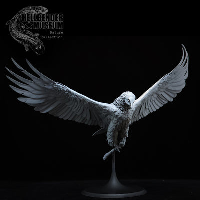 Lammergeier - Bearded Vulture - 75mm - 3D Print