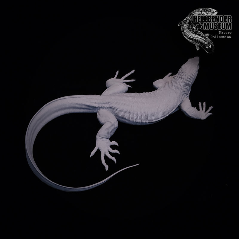 Asian Water Monitor - 75mm - 3D Print