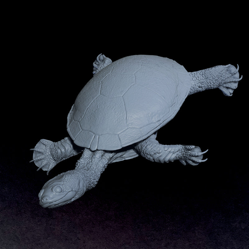 Eastern Snake-necked Turtle - 3D Print