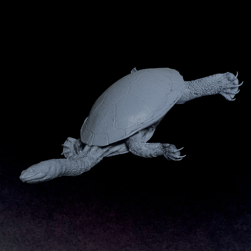 Eastern Snake-necked Turtle - 3D Print