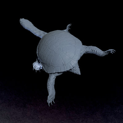Eastern Snake-necked Turtle - 3D Print