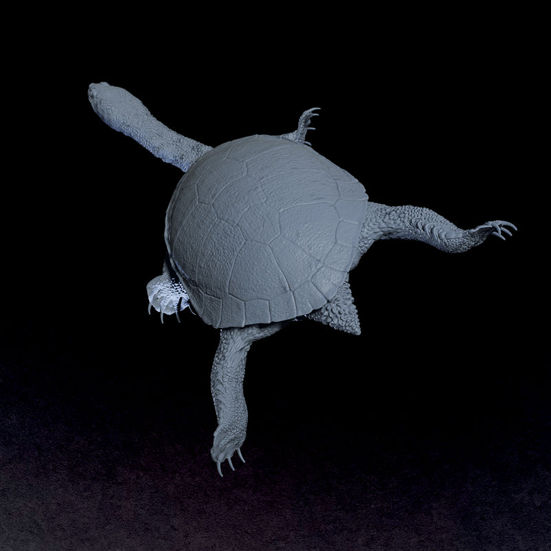 Eastern Snake-necked Turtle - 3D Print