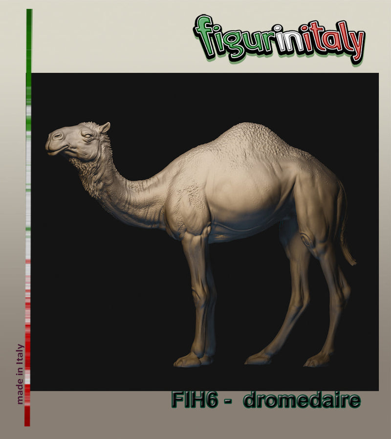 Dromedaire