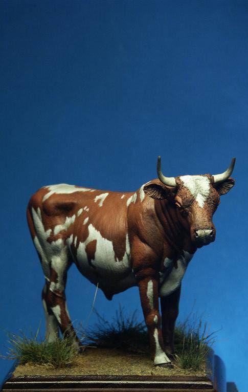 Ayrshire Cow