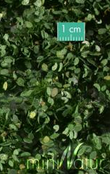 Weed Tufts - Summer - Long