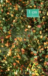 Weed Tufts - Early Fall - Long