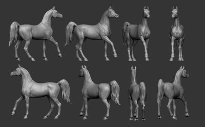 Arabian Horse