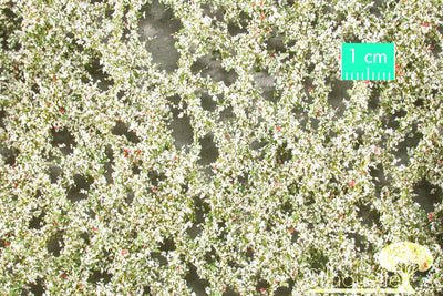 Apple Tree Blossoms - Spring