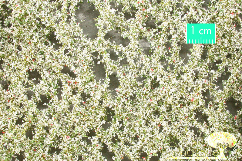 Apple Tree Blossoms - Spring