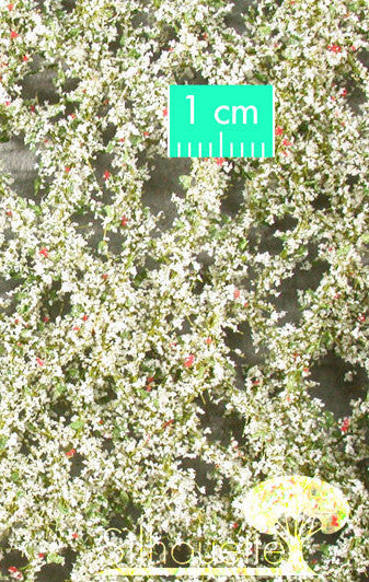 Apple Tree Blossoms - Spring