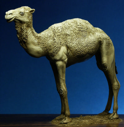 Dromedary