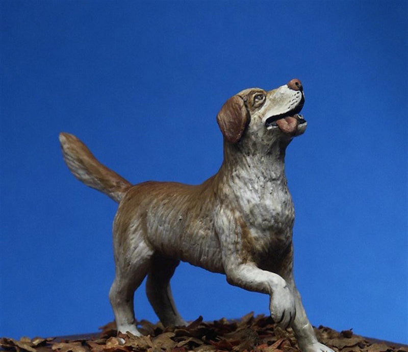 Labrador