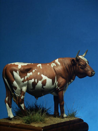 Ayrshire Cow