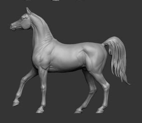 Arabian Horse