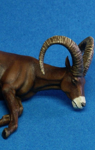 Bighorn
