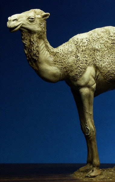 Dromedary