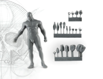 Anatomy Male 75mm