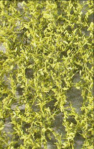 Weeping Willow - Spring